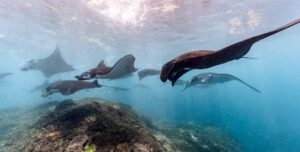 manta ray signs