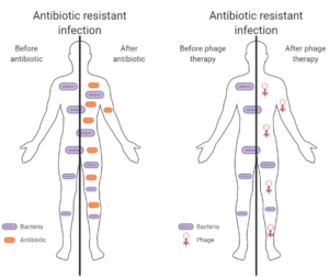 bacteriophage antibiotic resistance