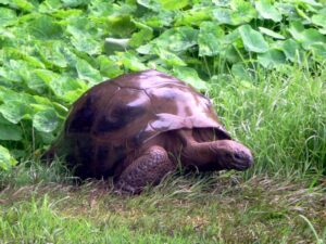 oldest reptile